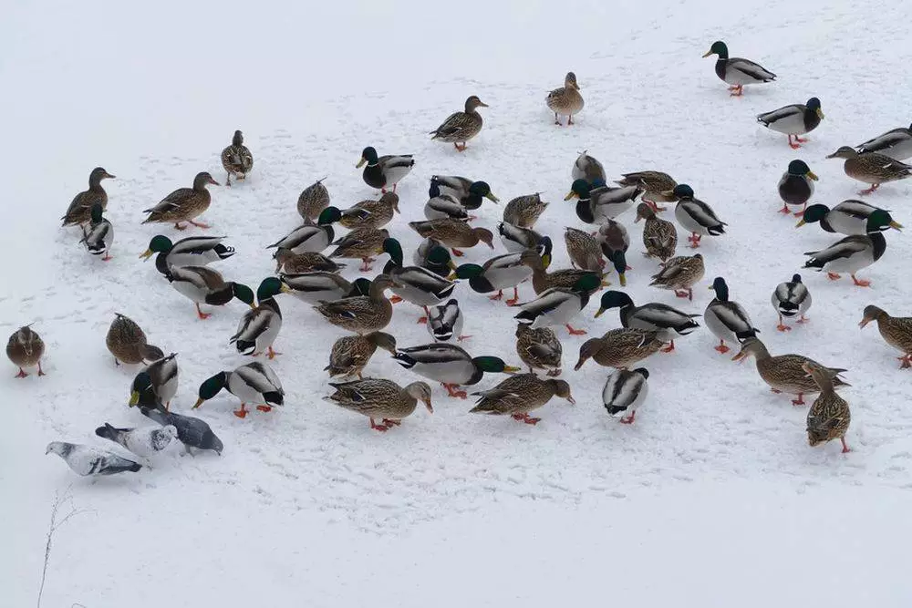 Zimowe liczenie ptaków. Weź udział w wycieczkach Ptakoliczenia 2024! / fot. UM Piekary Śląskie