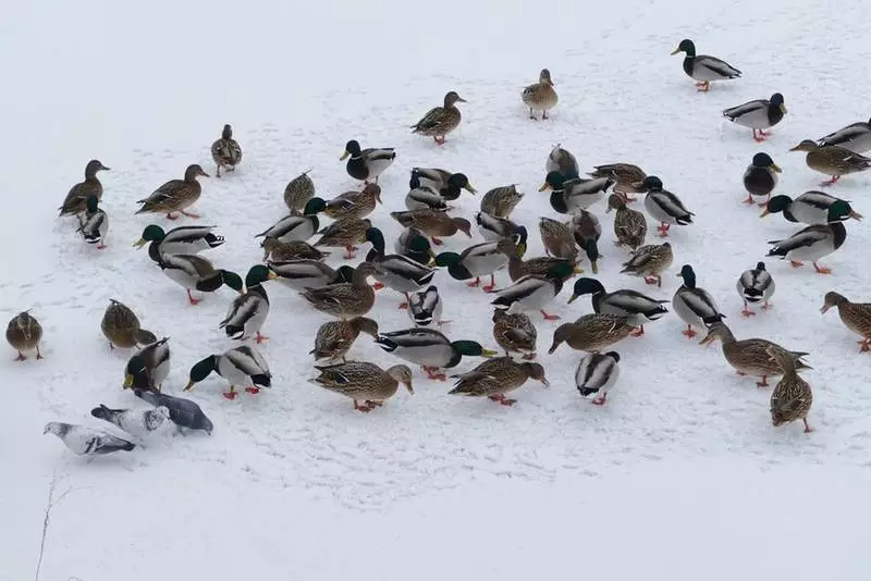 Zimowe liczenie ptaków. Weź udział w wycieczkach Ptakoliczenia 2024!